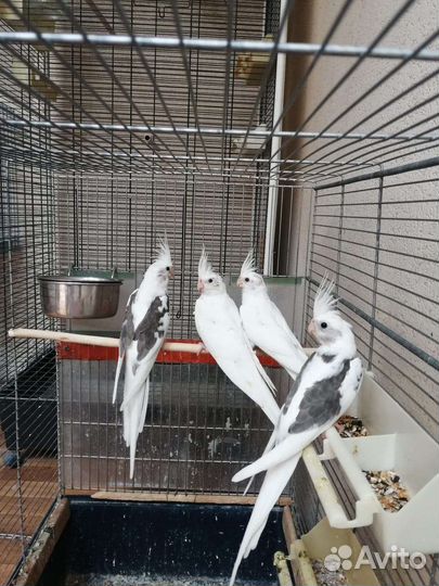 Попугай корелла