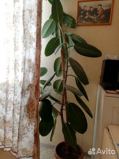 Фикус 2м
