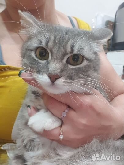 Кошка Веста