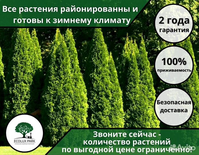 Туи 173 см Оптом без Посредников из Питомника