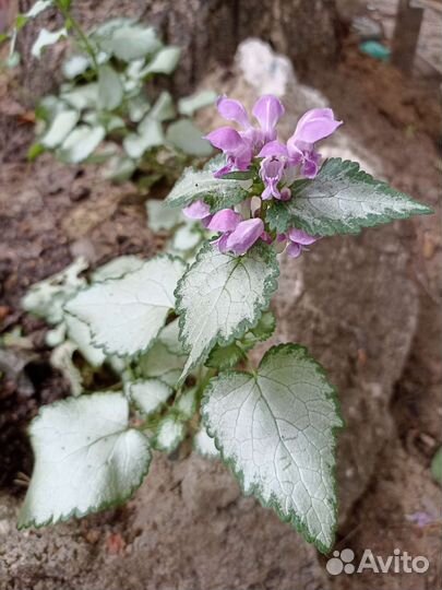 Крапива декоративная