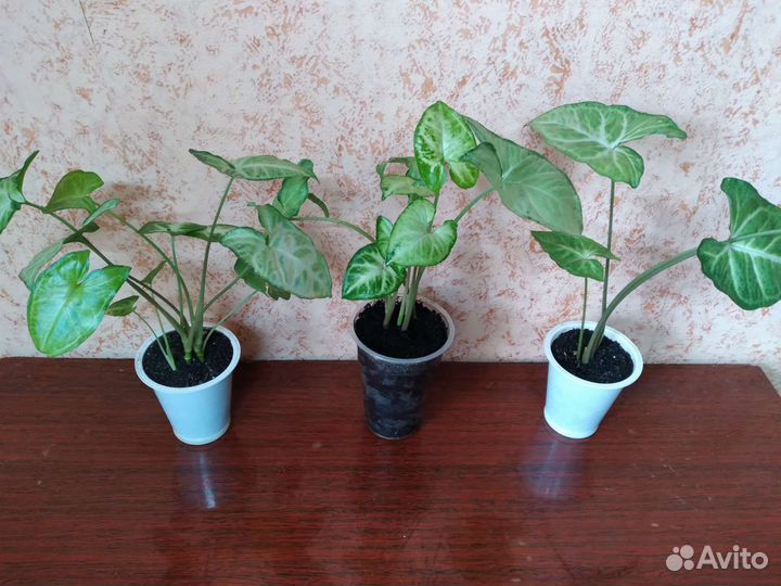 Цветы комнатные растения