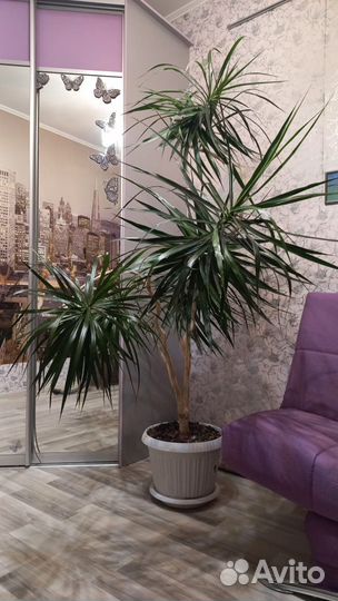 Пальмы (драцена и юкка)