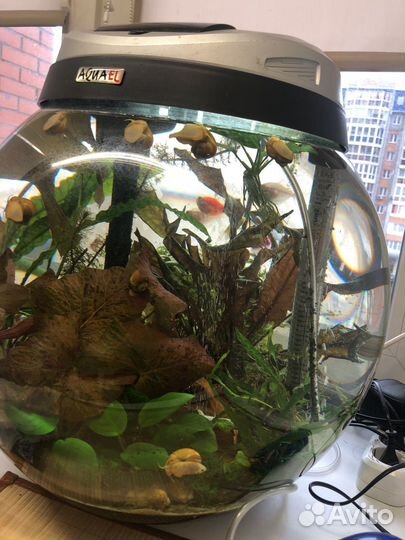 Улитки ампулярии