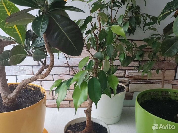 Продам цветы комнатные