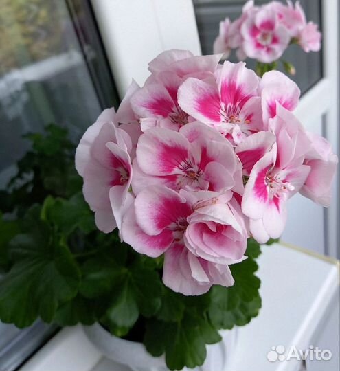 Пеларгонии сортовые