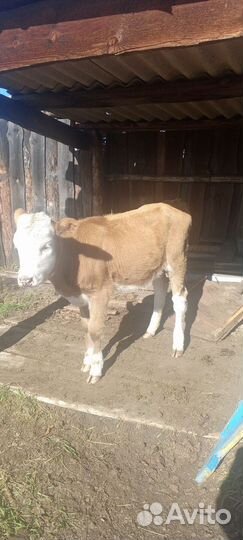 Продам теленка
