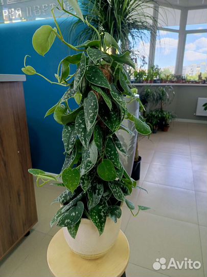 Сдинцапсус