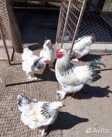 Цыплята брама