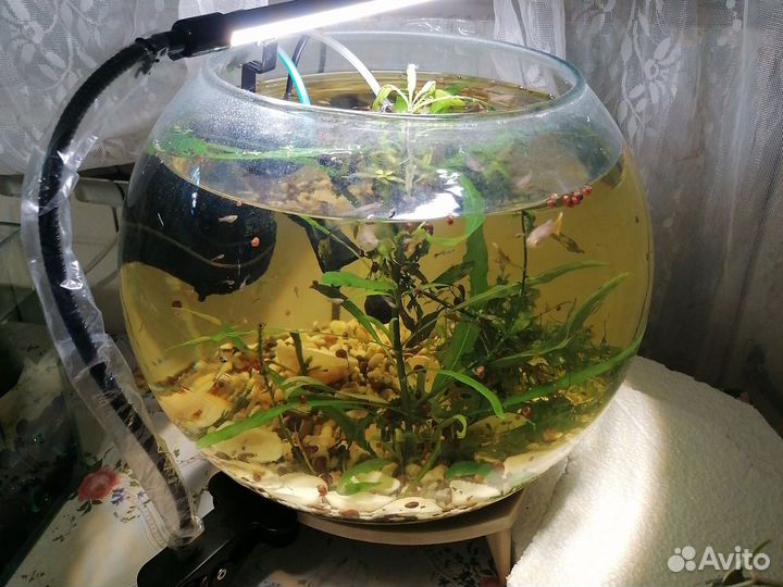 Аквариум