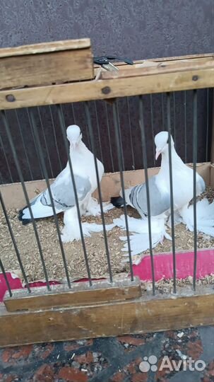 Голуби разных пород