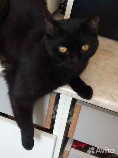 Шотладский кот