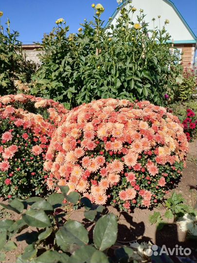 Хризантема мультифлора многолетняя