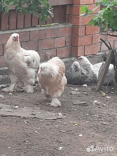 Пара редкий Брама