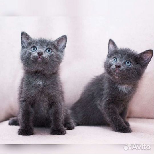 Котята разного окраса в добрые руки