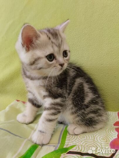 Шотладские котята