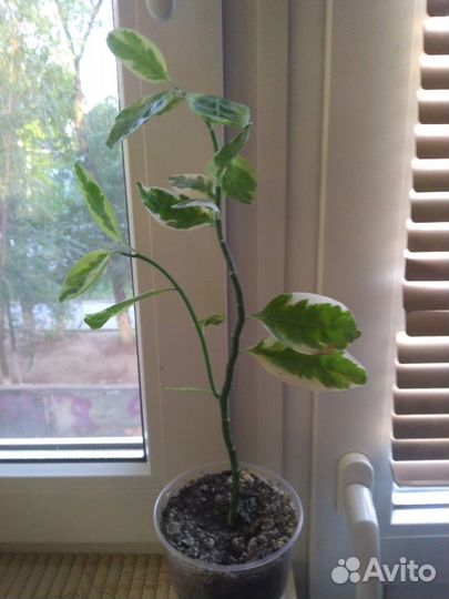 Педилантус