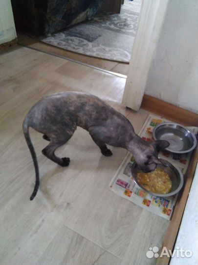 Канадский сфинкс