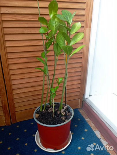 Замиокулькас