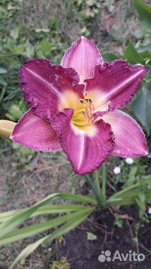 Лилейники сортовые