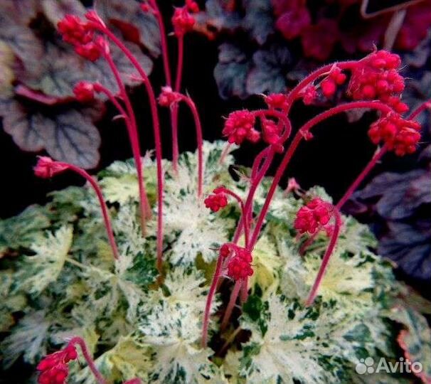 Гейхера Геркулес