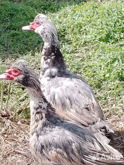 Селезень индоутки тяжёлой линии