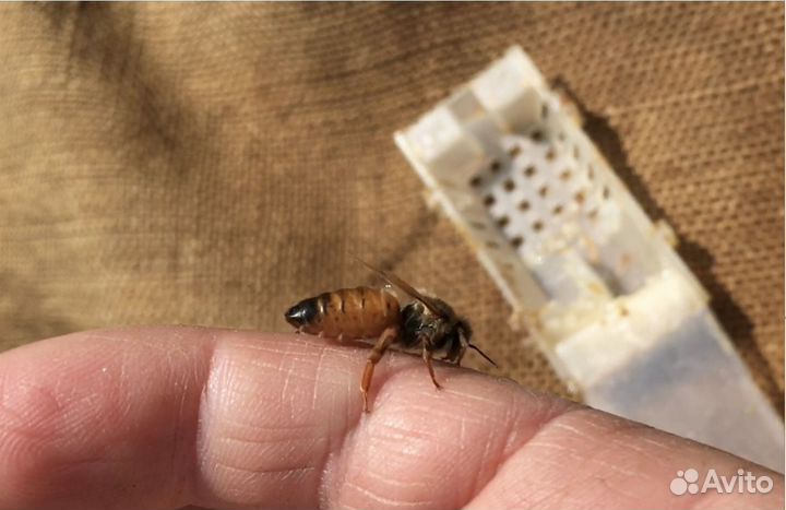 Пчеломатки плодные, бакфаст