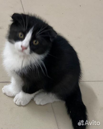 Котята 1 месяц