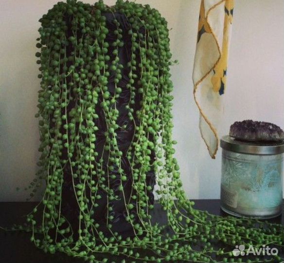 Крестовник роули