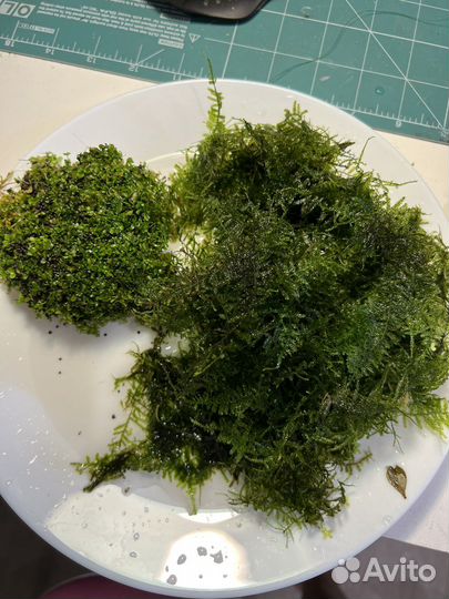 Аквариумные растения