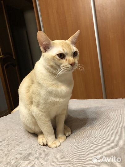 Вязка бурманский кот