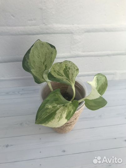 Эпипремнум, филодендрон