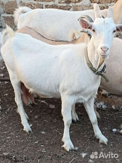 Зааненские козы дойные