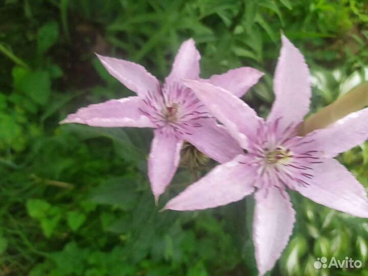 Клематис Хегли Гибрид