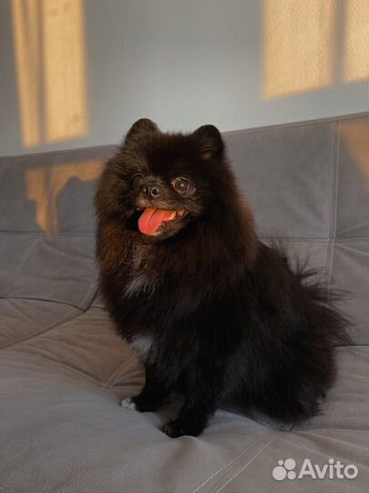 Породный груминг Шпица