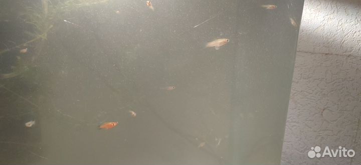 Молодь гуппи