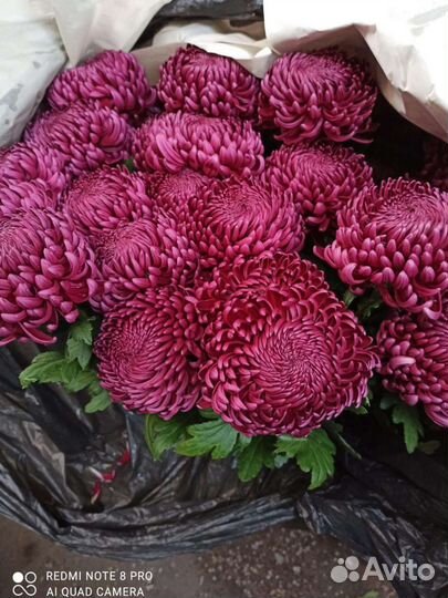 Королевская хризантема одноголовая букет корзина