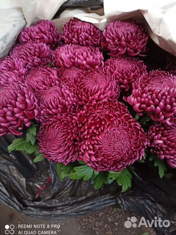 Королевская хризантема одноголовая букет корзина