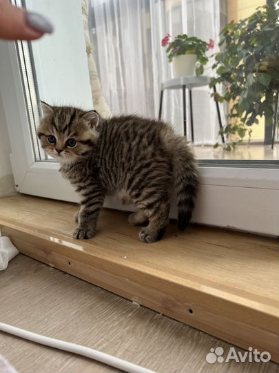 Британский пятнистый котенок