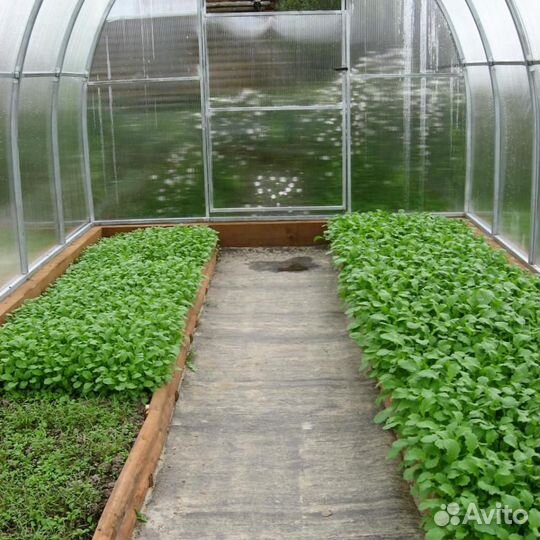 Теплица 8 метровая