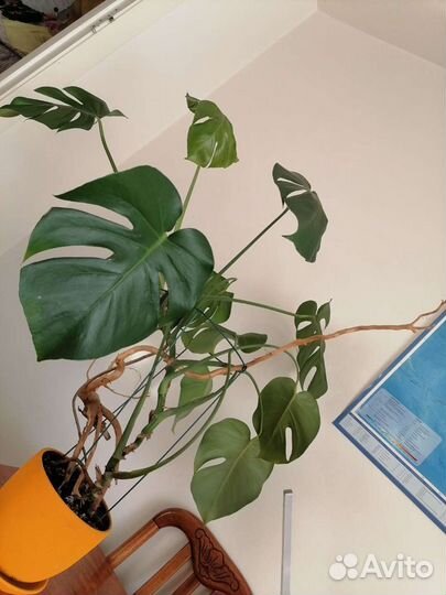 Монстра комнатное растение