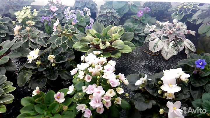 Капиллярный мат