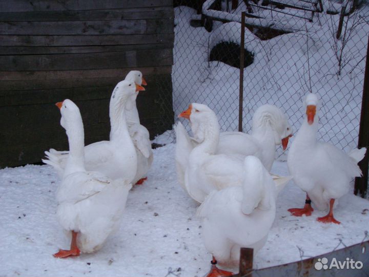 Гусей холмогорских на племя для разведения