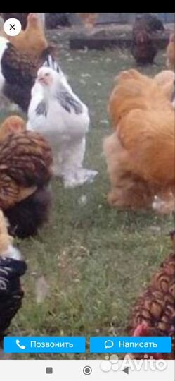 Куры молодки