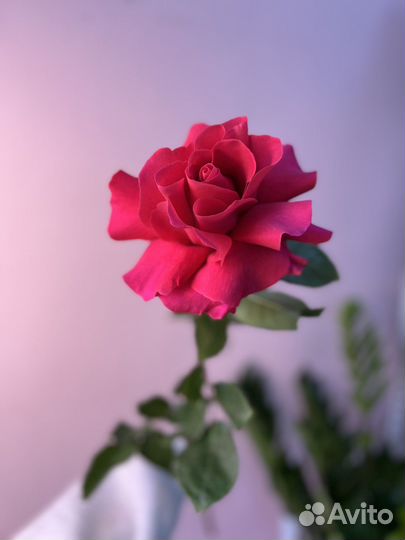 Французские розы доставка цветов