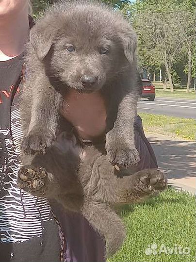 Сибирская Лесная Овчарка