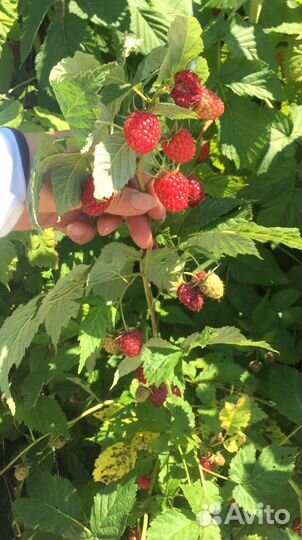 Саженцы ремонтантной малины