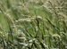 Газонная трава семен Пырей ползучий оптом от 100кг