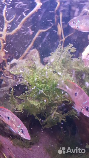 Растения для аквариума