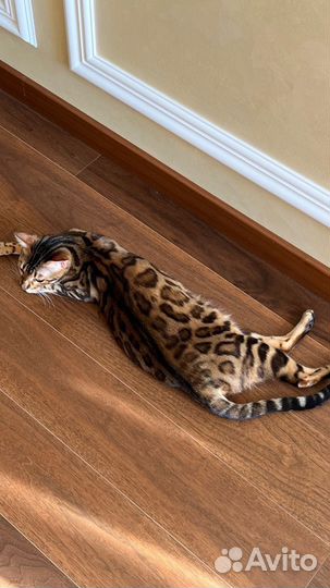 Бенгальская